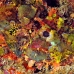 scorpionfish_kimalek210_h_0034_sul7829.jpg